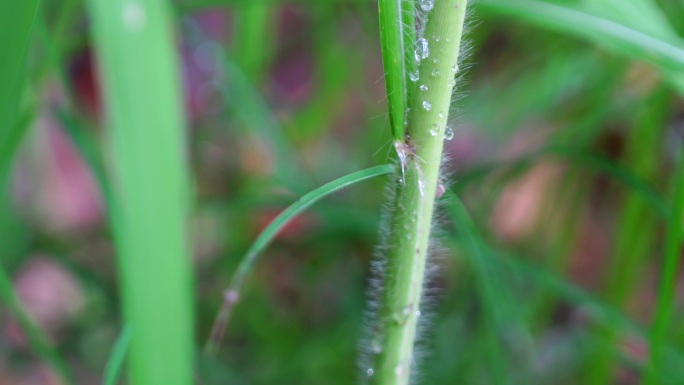 手动对焦微距视频雨后的芦苇与水滴