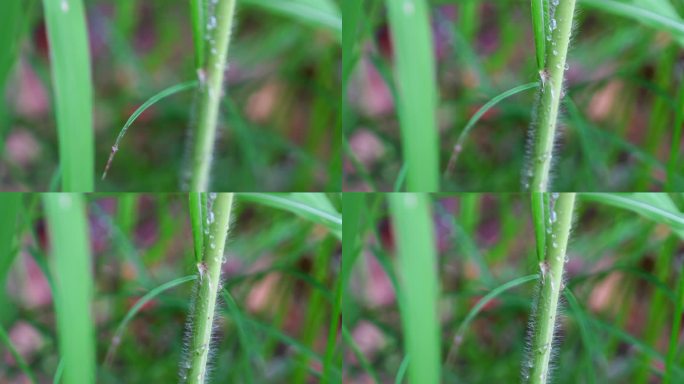 手动对焦微距视频雨后的芦苇与水滴