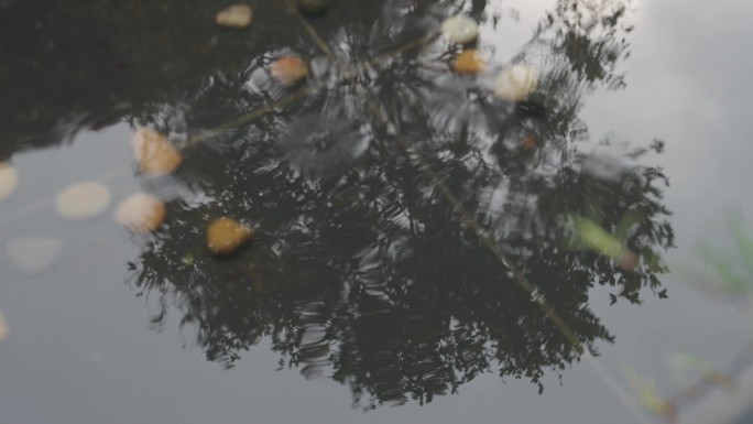 唯美雨景花草