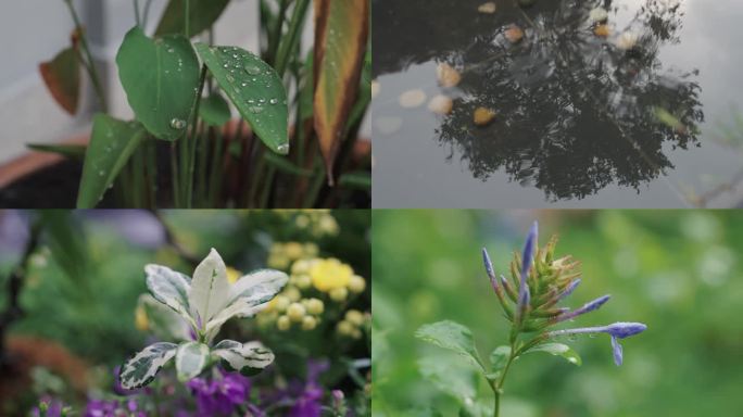 唯美雨景花草