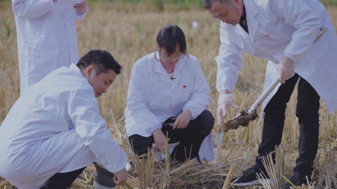 农田水稻土壤研究育种实验