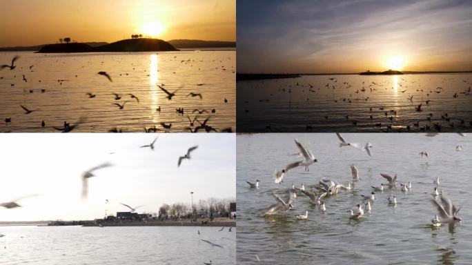 夕阳下乌海海边飞翔的海鸥海鸟鸟群喂海鸥