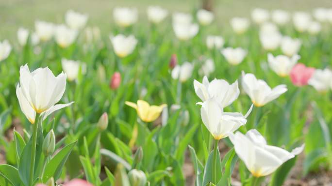 郁金香花园沈阳世博园郁金香