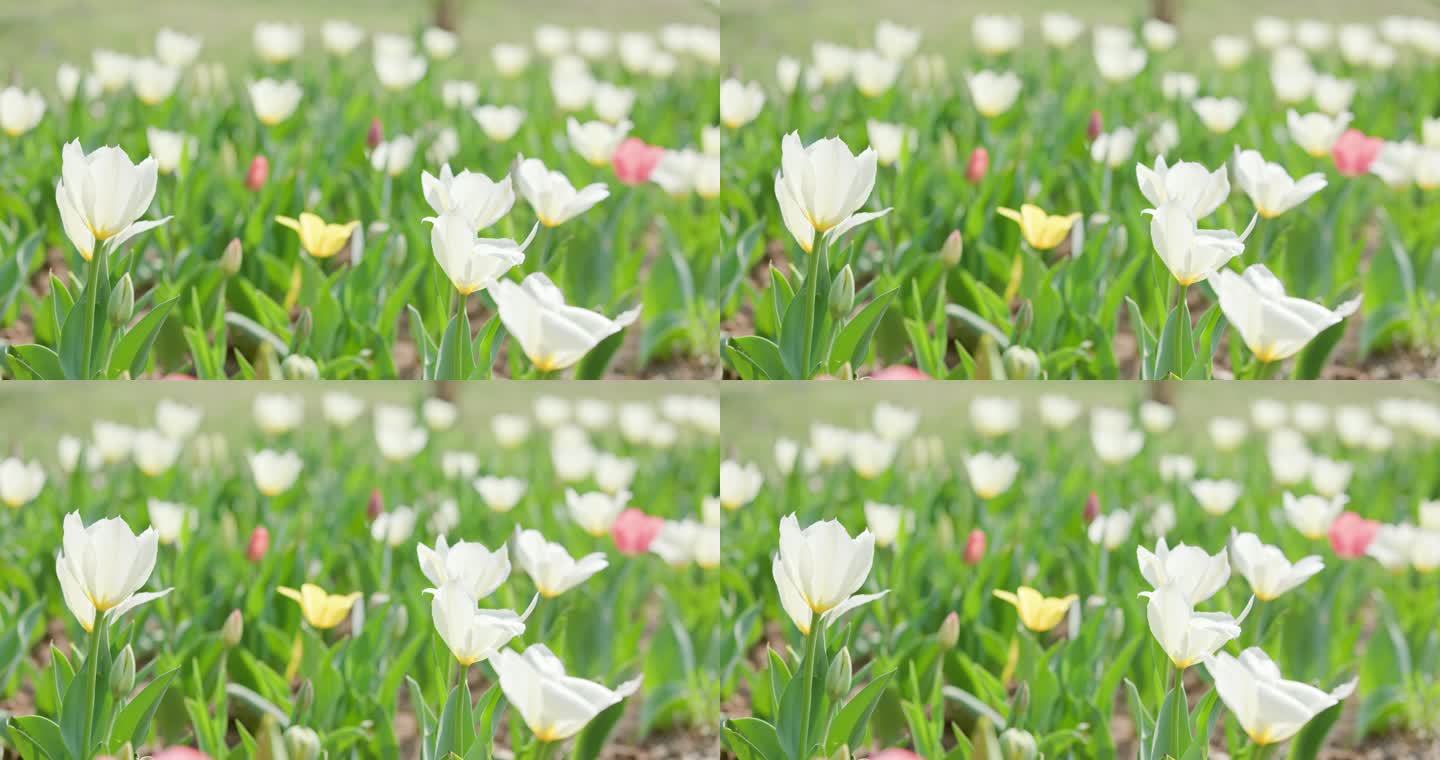 郁金香花园沈阳世博园郁金香