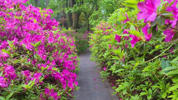 湖北武汉东湖磨山景区杜鹃花盛开