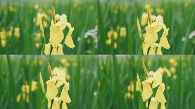 风吹绿草黄花镜头