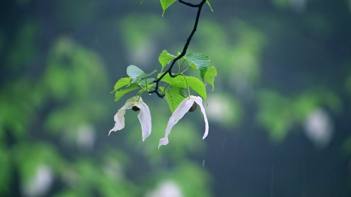 珍稀植物珙桐树开花鸽子花鸽子树