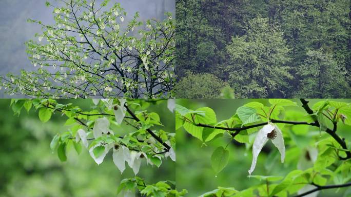 珍稀植物珙桐树开花鸽子花鸽子树