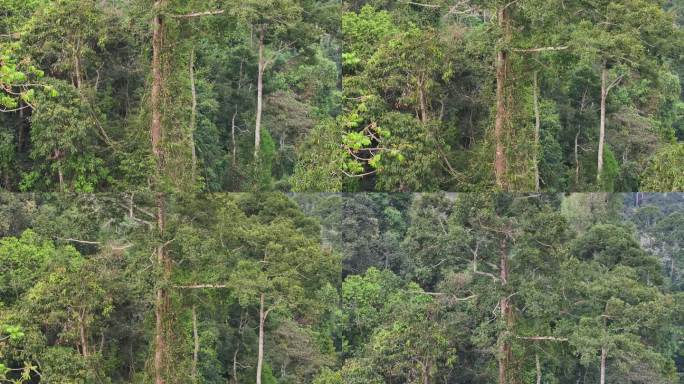 4K-Log-航拍海南热带雨林，望天树