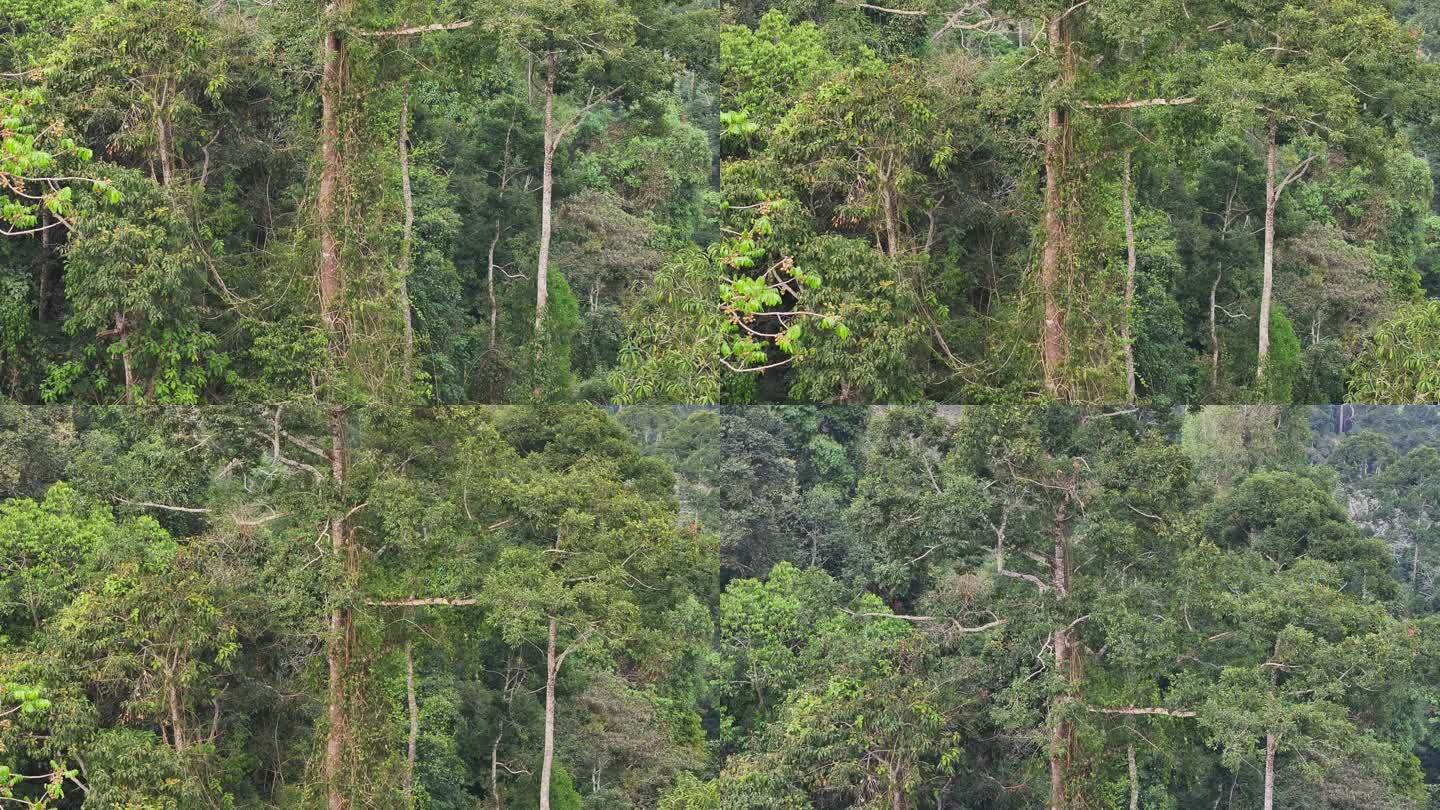 4K-Log-航拍海南热带雨林，望天树