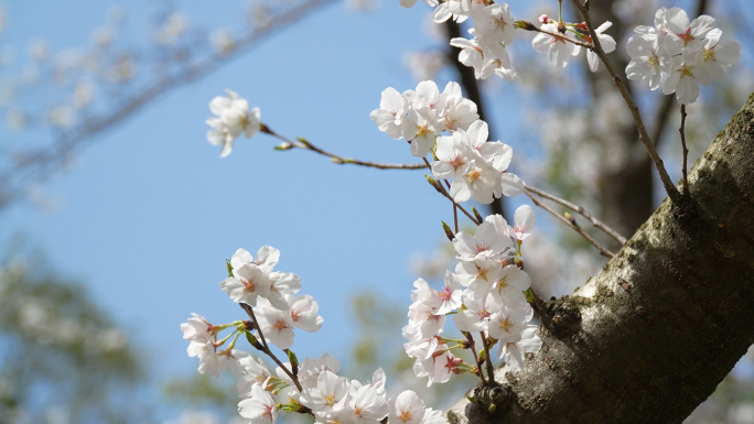 【4k合集】武汉东湖樱花园五重塔白色樱花