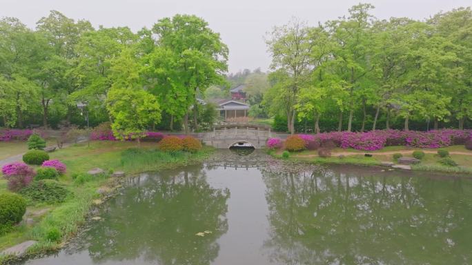 湖北武汉东湖磨山景区杜鹃花盛开