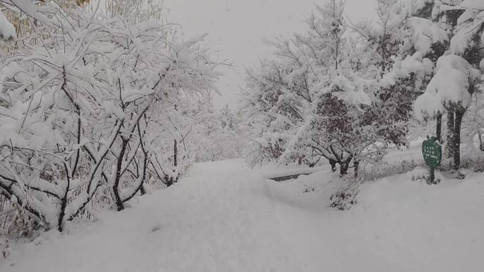 雪花 梦幻的雪中小路