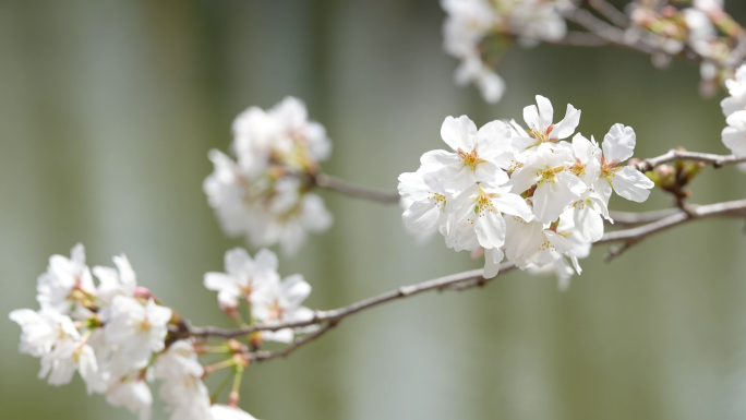 【4k合集】武汉东湖樱花园五重塔白色樱花