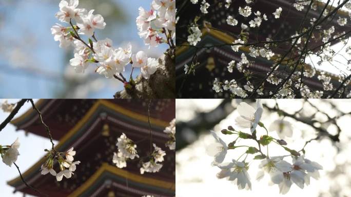【4k合集】武汉东湖樱花园五重塔白色樱花