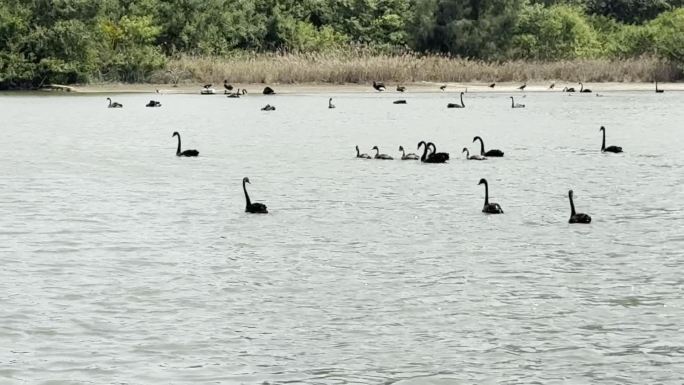 成群的黑天鹅在水面上