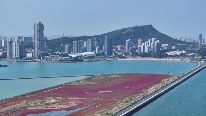 鸥鹭海边飞翔 红海滩 碱蓬草 22