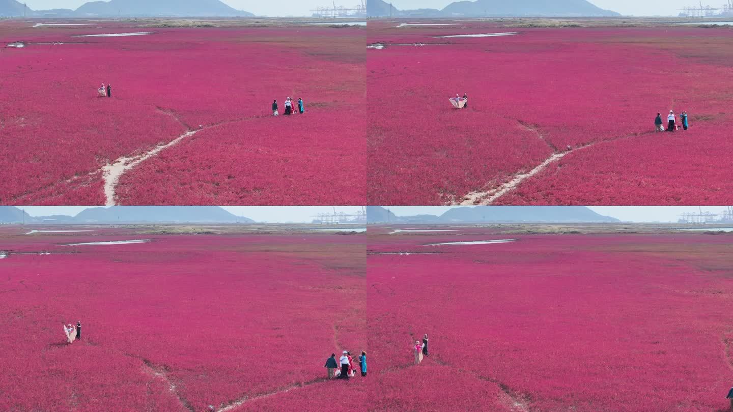 连云港红海滩 碱蓬草 9