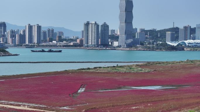 鸥鹭海边飞翔 红海滩 碱蓬草 25