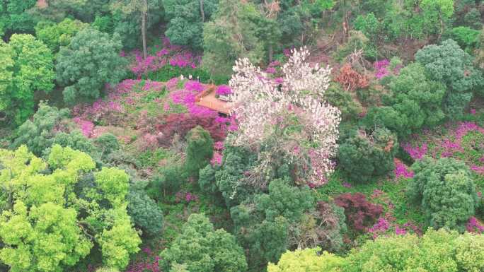 湖北武汉东湖磨山景区杜鹃花盛开