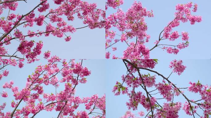 【镜头合集】武汉东湖樱花园粉色樱花