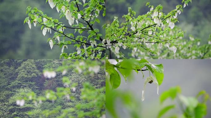 珍稀植物珙桐树开花鸽子花鸽子树