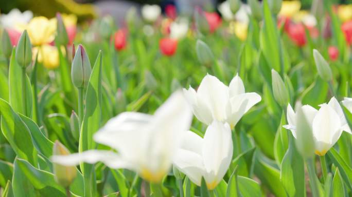 郁金香花园沈阳世博园郁金香