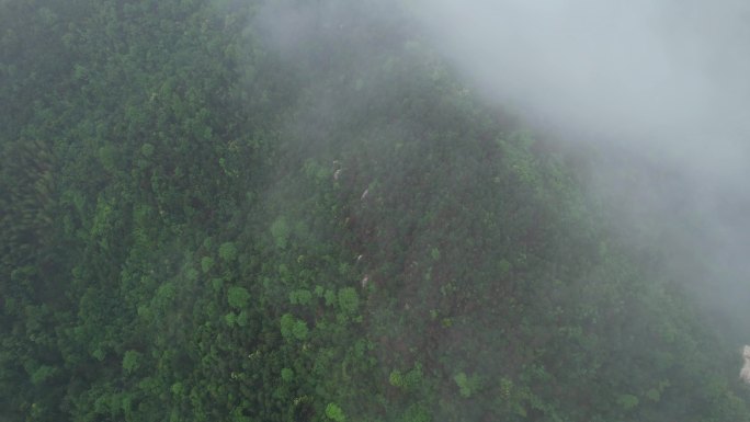 大山云海 树林云海