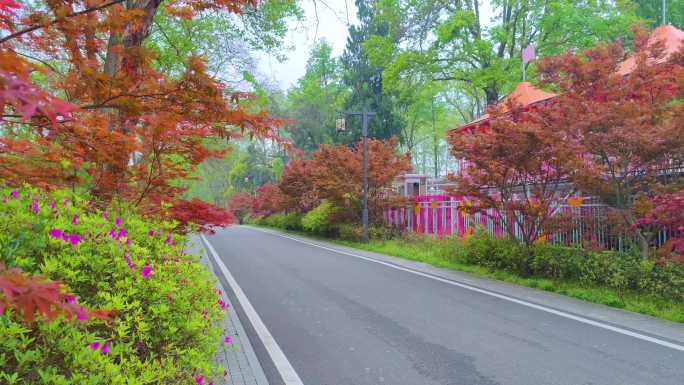 湖北武汉东湖磨山景区杜鹃花盛开