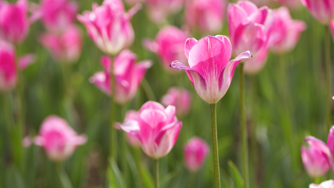 4k实拍郁金香花