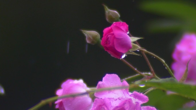 雨中蔷薇花开