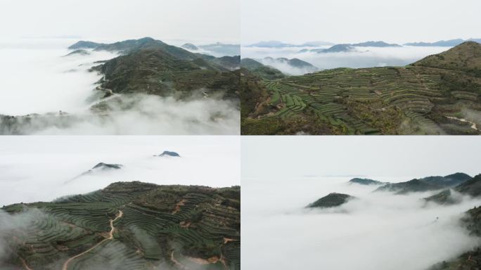 云雾环绕的茶山合集