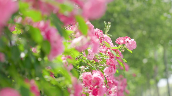 阳光微风中的蔷薇花花墙