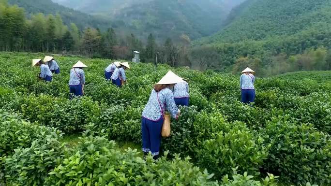 泾县最美茶园茶山采茶女春季采茶