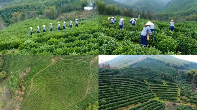 泾县最美茶园茶山采茶女春季采茶