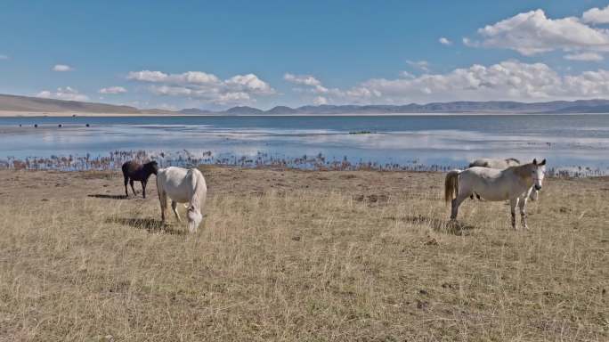 尕海草原湿地绿色湖泊牛羊马儿航拍甘南合集