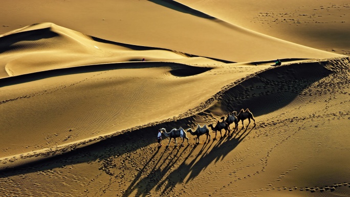 新疆直升机航拍沙漠骆驼