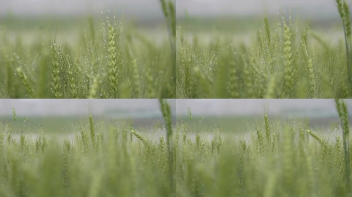 春天春雨麦田麦地麦穗麦芒唯美清新谷雨早晨