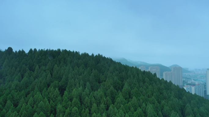 4k唯美雨后森林雾气 雨后森林