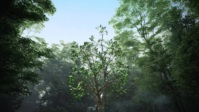 森林 原始森林 树木生长动画 参天大树