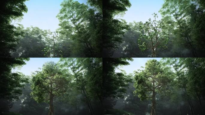 森林 原始森林 树木生长动画 参天大树