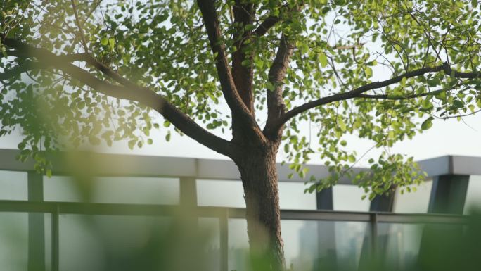 实拍北京城市自然树木光影空镜