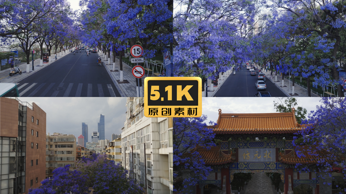 5K-昆明蓝花楹航拍，蓝花楹盛开的街道