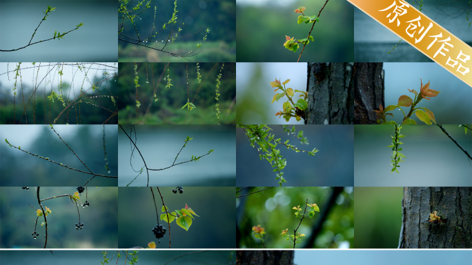 4k春天嫩芽下雨植物生长发芽新芽春分立春