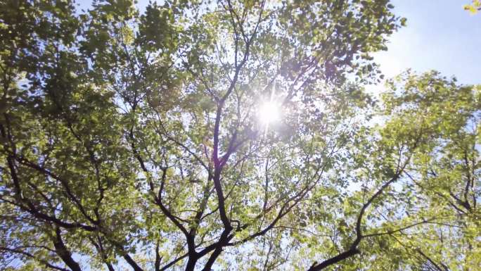 夏天阳光穿过树林树叶子自然风景视频素材4