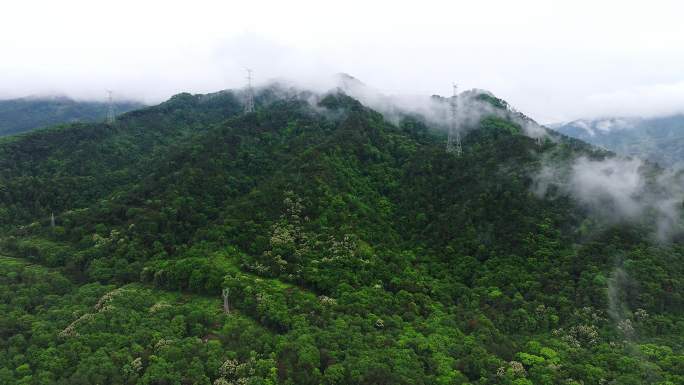 森林高山雾气迷漫航拍01