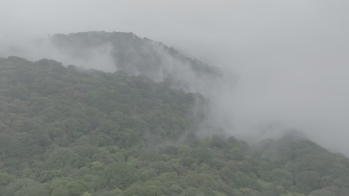梵净山的森林云海4K航拍log素材