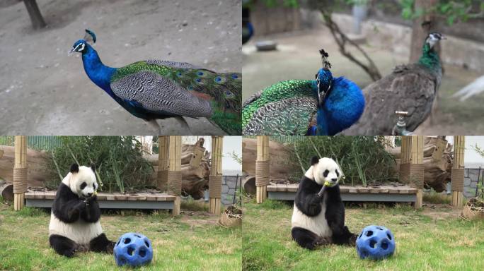 济南动物园孔雀、大熊猫