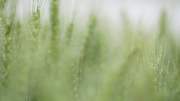 春天春雨麦田麦地麦穗麦芒雨水露水露珠清新