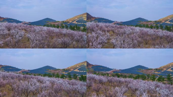 【高清8K】漫山桃花航拍